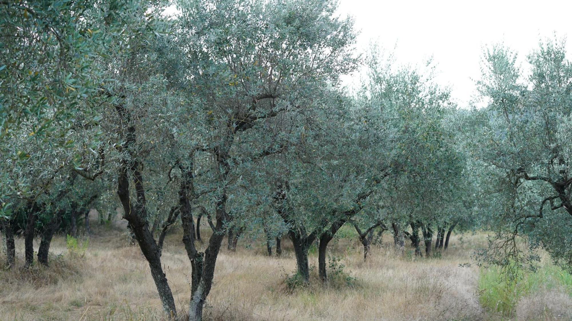 Villa Salviati Prato  Dış mekan fotoğraf